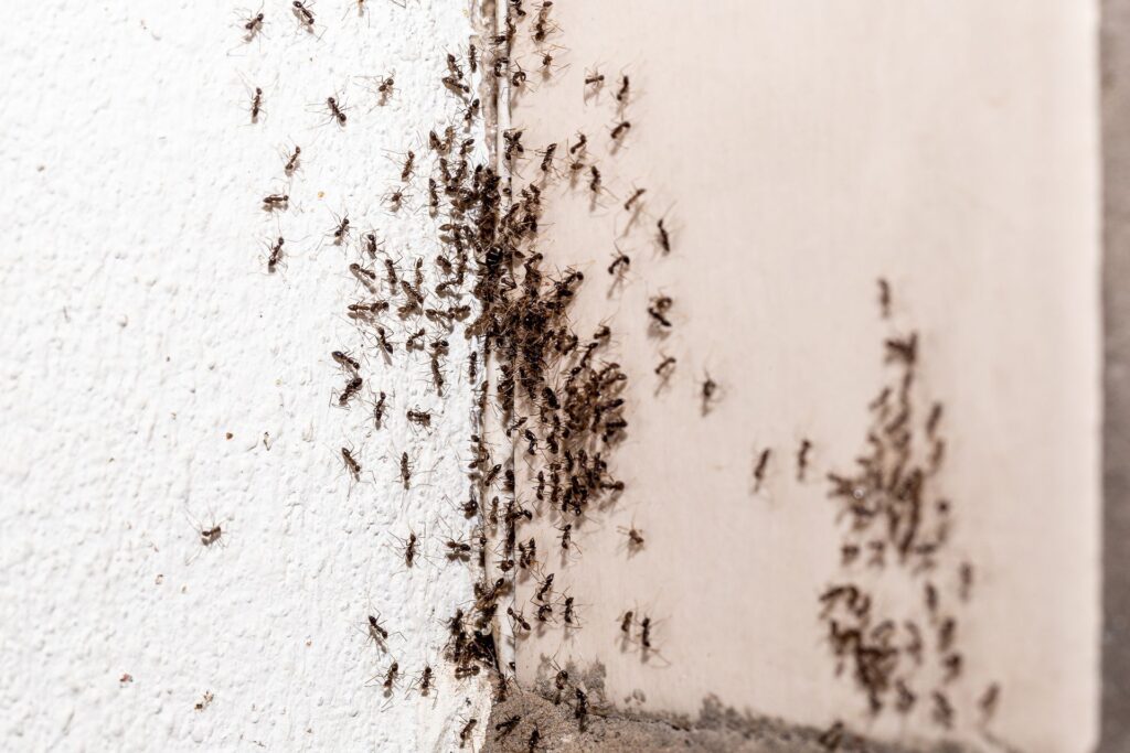 Why SLC Flat Roofs Accumulate Moisture and Attract Ants